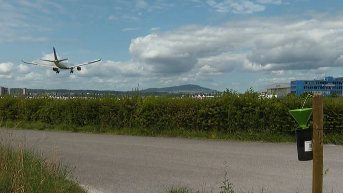 Die Japankäfer sollen mit Pestiziden vom Flughafen Zürich ferngehalten werden