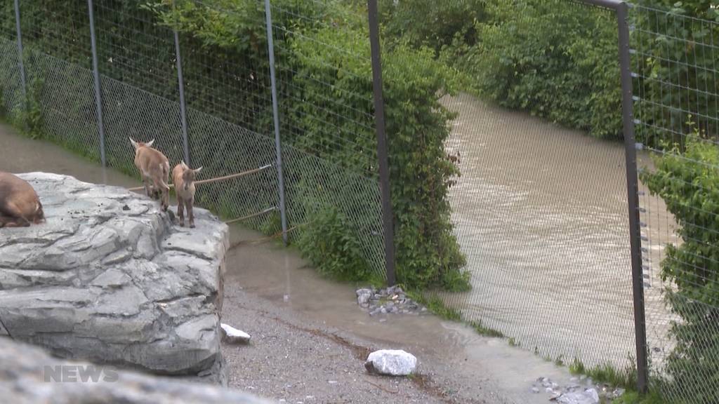 Tier-Evakuierung im Tierpark Dählhölzli wegen Hochwasser