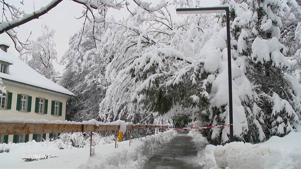 Polizei warnt vor schneebedeckten Bäumen