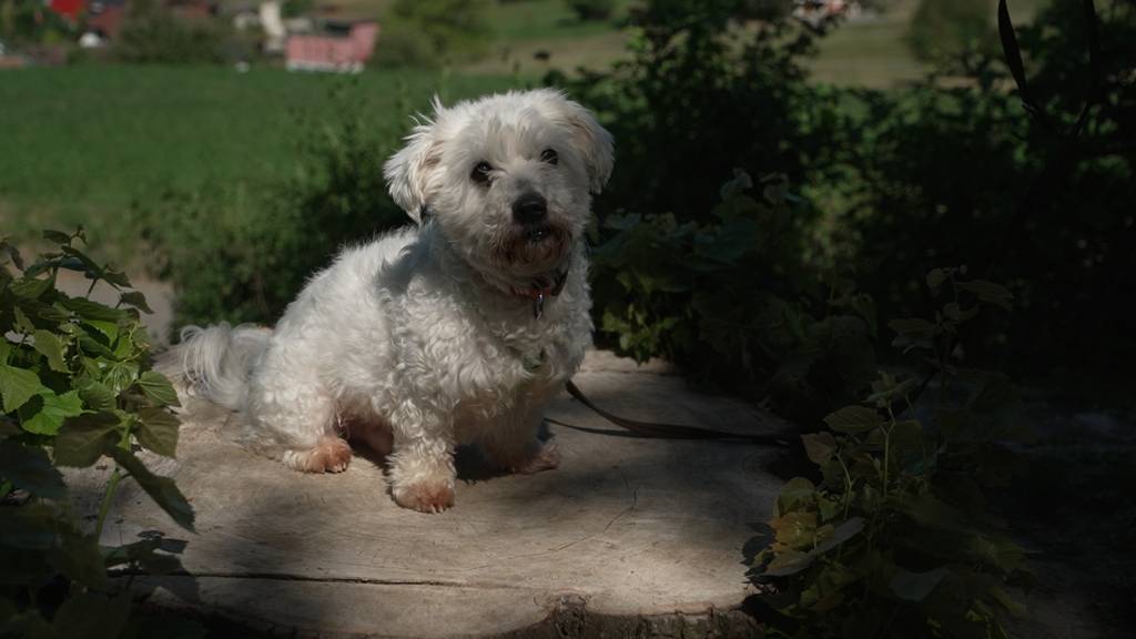 Oli