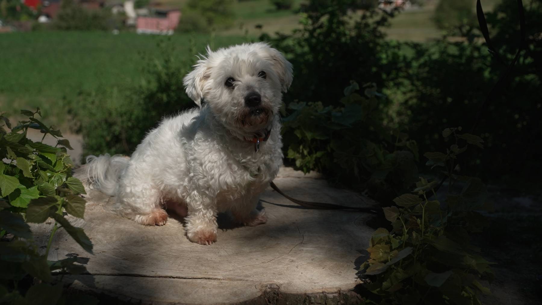 Oli