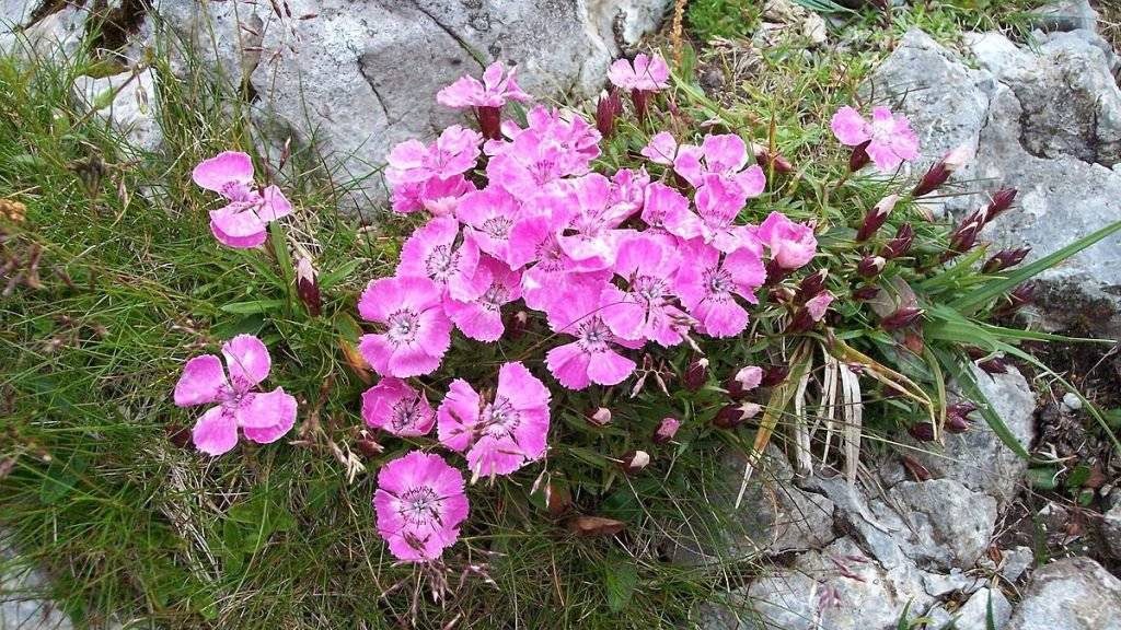 Die Alpen-Nelke hat wie auch andere alpine Pflanzenarten das Problem, dass sie mit den Veränderungen durch den Klimawandel nicht Schritt halten kann.