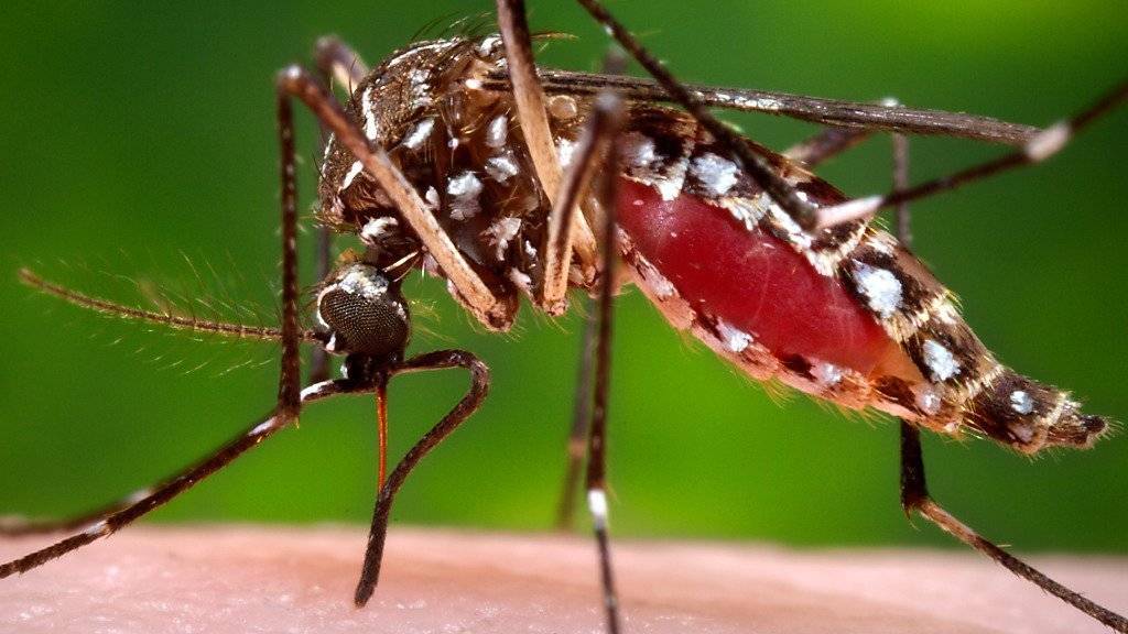 Ein Stich von ihr kann die Zika-Virus-Erkrankung auslösen: die Stechmücke Aedes aegypti.