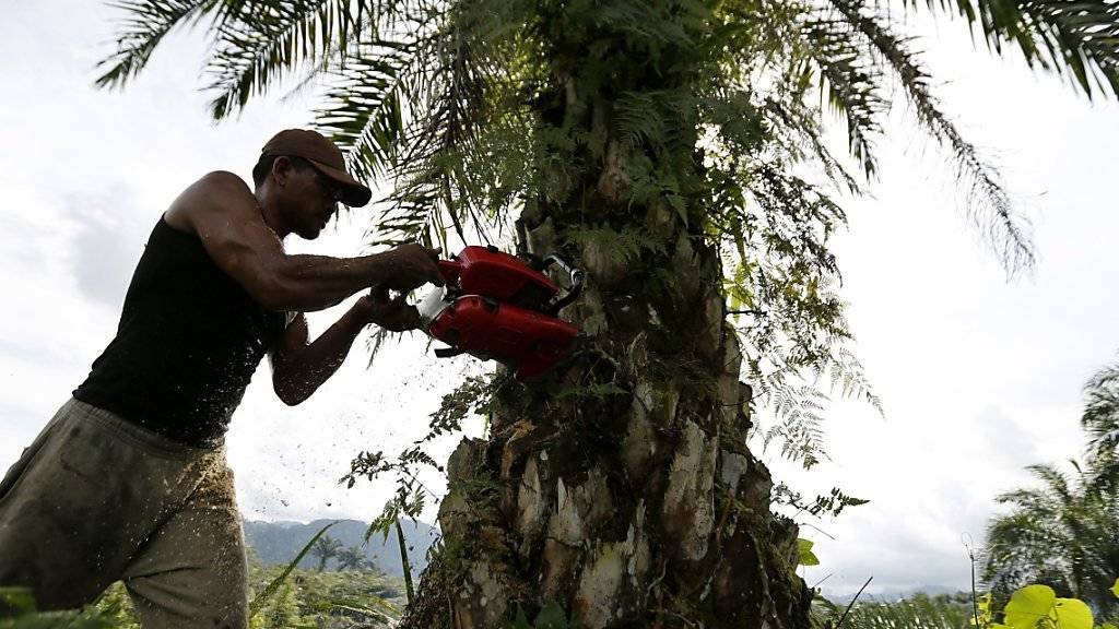 Eine illegale Palmölplantage in Indonesien wird abgeholzt. (Archivbild)