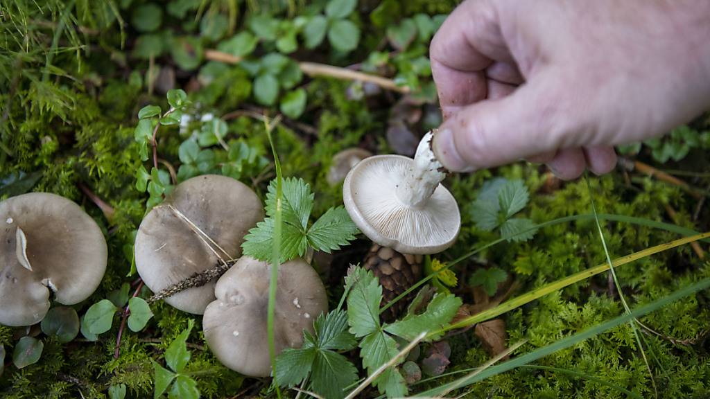 Trotz der gegenwärtigen Hitzewelle in der Schweiz wird eine gute Pilzsammler-Saison erwartet. (Archivbild)