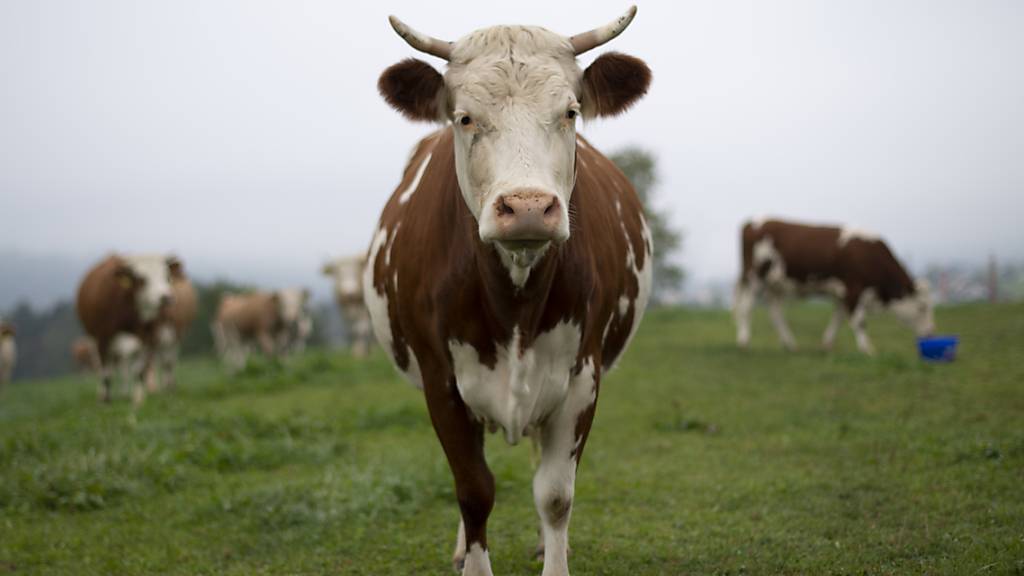 Herausforderung für Bauern: «Corona-Ausflügler» sollten in der Natur keinen Abfall liegenlassen, dies gefährdet Kühe. (Symbolbild)