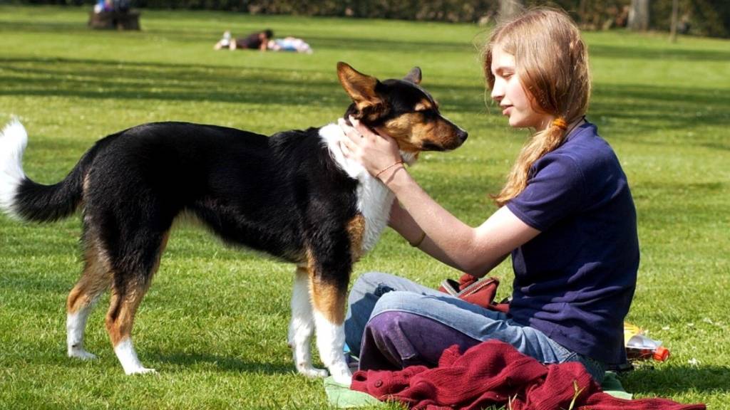 Stadt Luzern behält Hundefreilaufzone Tribschen definitiv bei