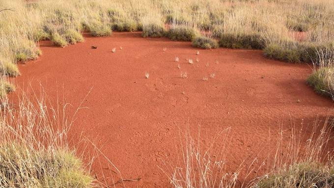 Mysteriöse Feenkreise gibt es auch in Australien