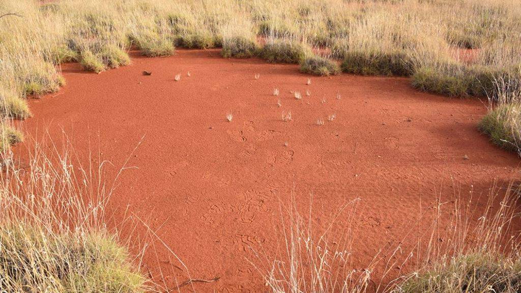 Ein Feenkreis im westaustralischen Outback.