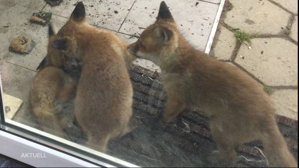 Fuchs-Invasion in Langnau bei Reiden