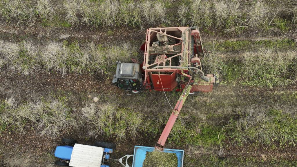 Laut Illy-Chef Andrea Illy muss mehr auf regenerative Anbaumethoden gesetzt werden: Arbeiter ernten Kaffeekirschen auf einer Farm in Brasilien. (Archivbild)