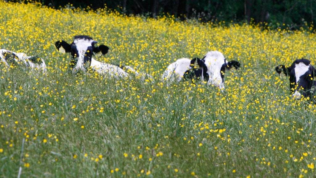 Alternativmedizin fürs Vieh: Ende Mai können angehende Schweizer Tierärzte im Kanton Freiburg einen Kurs in Kuh-Akupunktur besuchen. (Symbolbild)