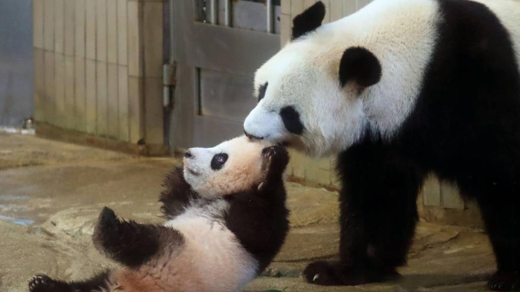 Riesenpanda Shin Shin zupft den Nachwuchs Xiang Xiang im Ueno-Zoo in Tokio. (Archivbild)