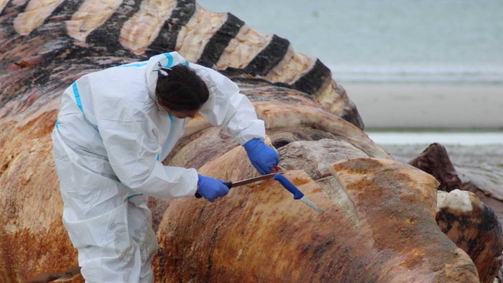 Die Obduktion des als «Timmy» bekannten Buckelwals am Strand der dänischen Insel Anholt hat begonnen. Foto: Kai Moorschlatt/dpa