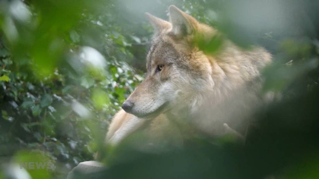 Wolf im Seeland angekommen