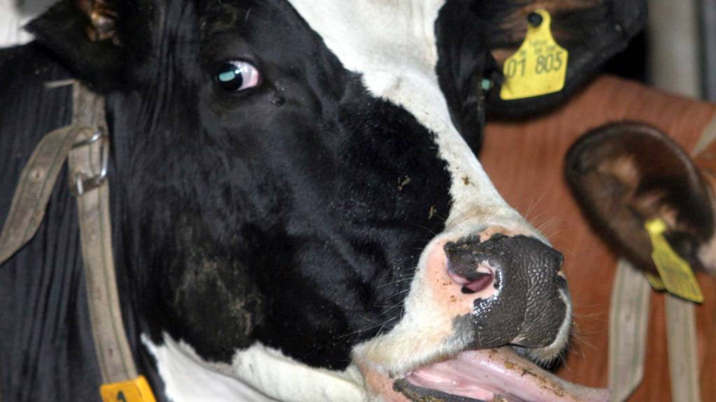 Veterinärdienst verfügt Sperre wegen Blauzungenkrankheit im Aargau