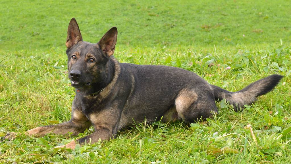 Luzerner Polizeihund spürt Einbrecher auf