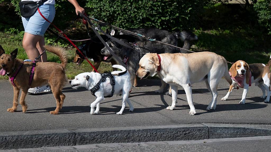 2023 hat sich die Zahl der Hunde im Kanton St. Gallen um etwa 1000 Tiere erhöht. (Archivbild)