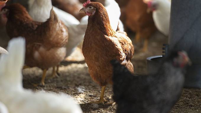 Der Ausdruck «dummes Huhn» stimmt so nicht