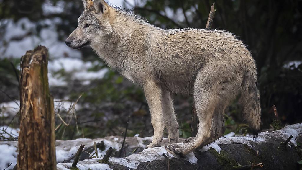 Das Bundesamt für Umwelt will die aufschiebende Wirkung aufgrund der Beschwerden gegen die Abschussbewilligung von Wölfen aufheben lassen. (Archivbild)