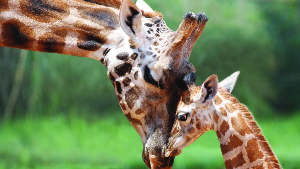 Die Weltnaturschutzorganisation IUCN hat die Giraffe auf ihre Rote Liste der vom Aussterben gefährdeten Arten gesetzt. Jüngsten Zählungen zufolge gibt es nur noch 97'000 der faszinierenden Langhälse.