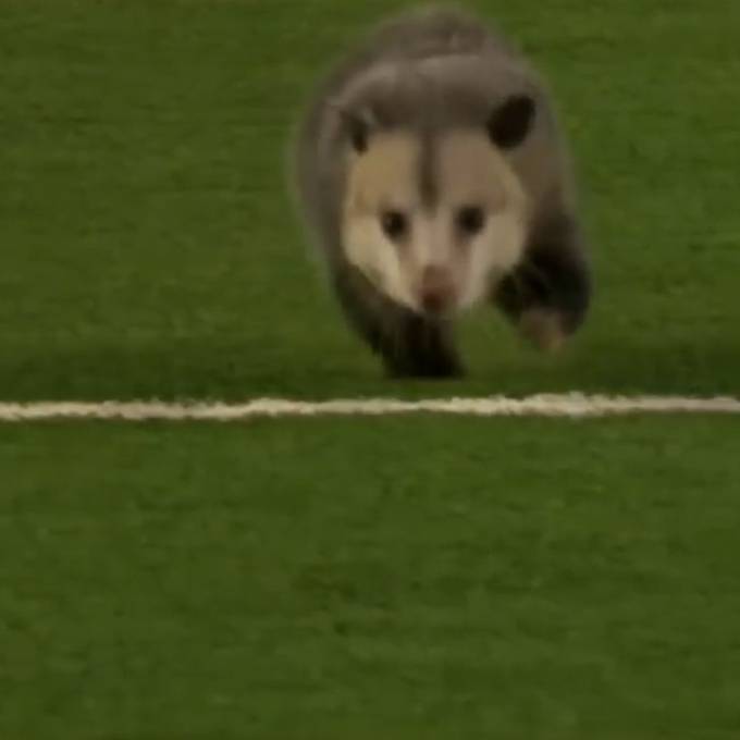 Flitzer-Opossum erobert Herzen texanischer Football-Fans