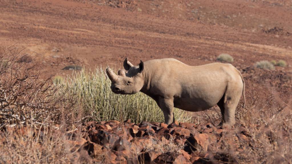 ARCHIV - Gefährdete Art: ein Spitzmaulnashorn in der Namib-Wüste. Foto: Andreas Drouve/dpa-tmn