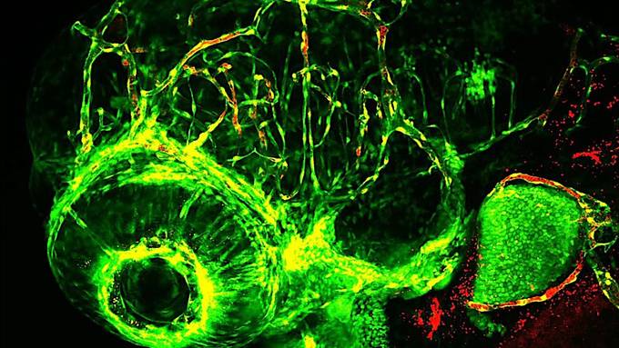 Nationalfonds kürt beste Wissenschaftsfotos