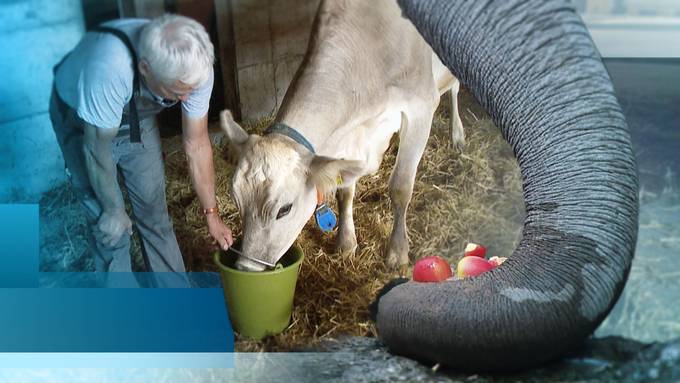 Dienstag, 25. Juni 2019 — Ganze Sendung