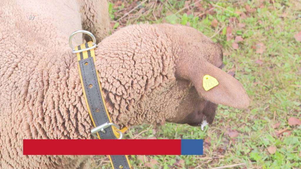 Kurznachrichten