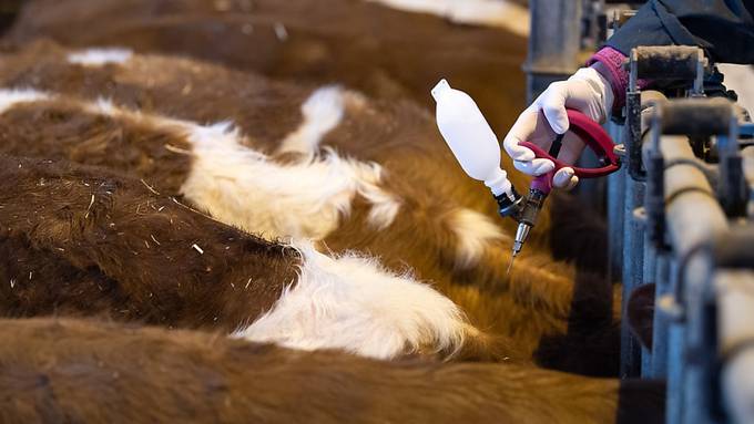 Schweizer Tiere können gegen Blauzungenkrankheit geimpft werden