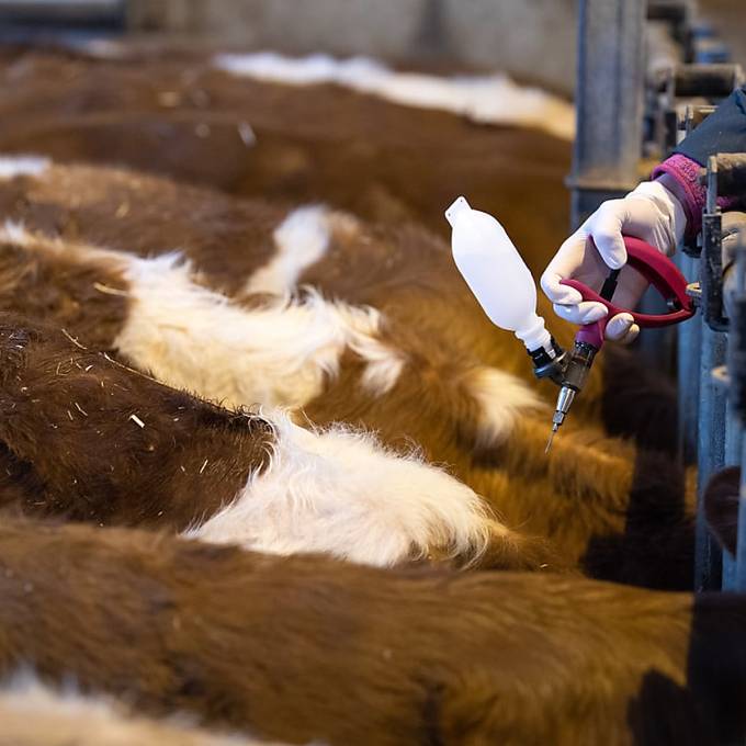 Schweizer Tiere können gegen Blauzungenkrankheit geimpft werden