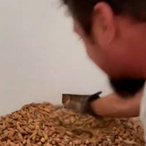 Specht hortet über 300 Kilogramm Eicheln in Hauswand