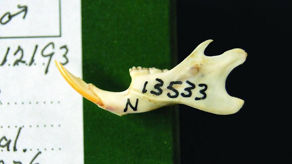 Kiefer einer «Cape York»-Ratte (Rattus leucopus). Knochen wie diese aus Museumssammlungen verraten viel über die Lebensweise der Nagetier-Arten.