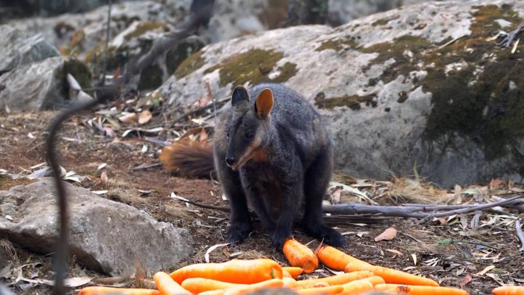 Essen aus der Luft: Rüebli für die Tiere in Australien