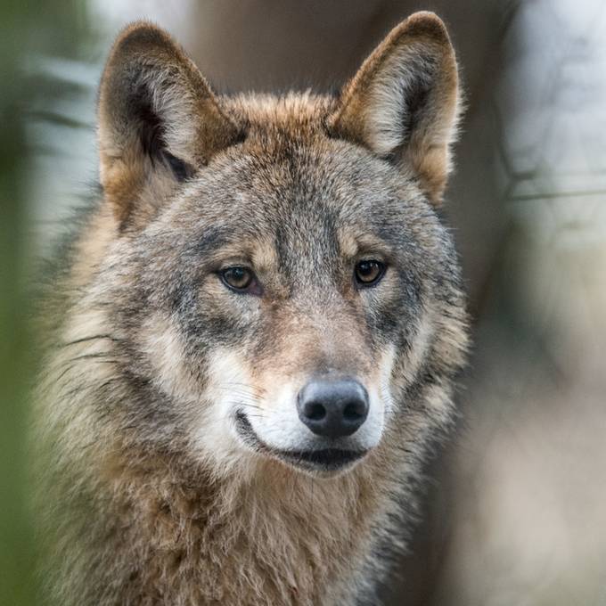 Herdenschutz und Wolfspopulation: Gebirgskantone fordern Bund zum Handeln auf