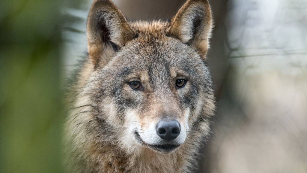 Die Gebirgskantone fordern, dass die Wolfspopulation in den Regionen überwacht wird. 