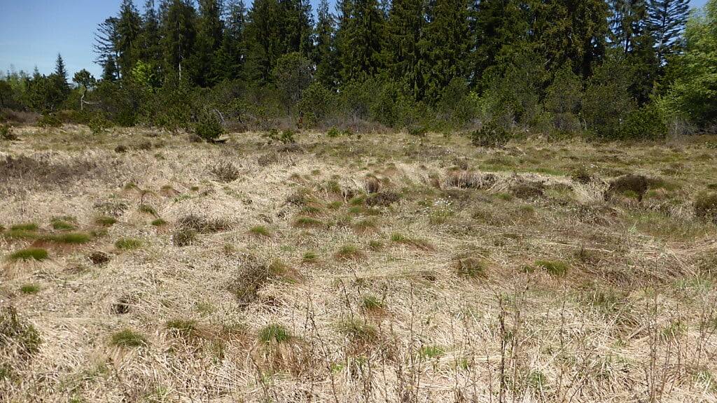 Im Hochmoor Balmoos dominiert das Pfeifengras. Es zeigt, dass das Moor unter Wassermangel leidet.