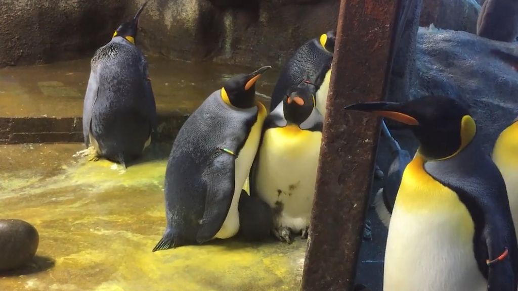 Das gekidnappte Pinguin-Baby scheint sich wohl zu fühlen.