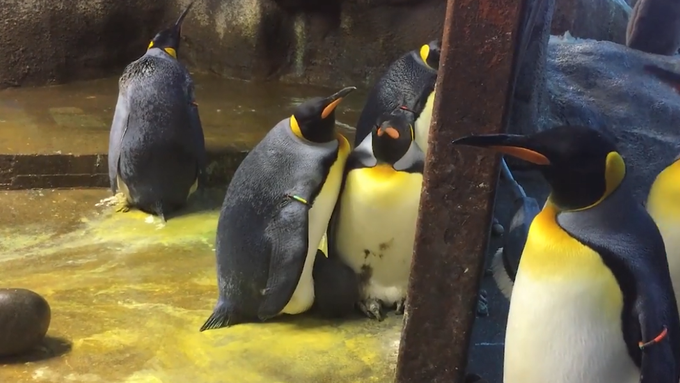 Schwule Pinguine kidnappen Baby