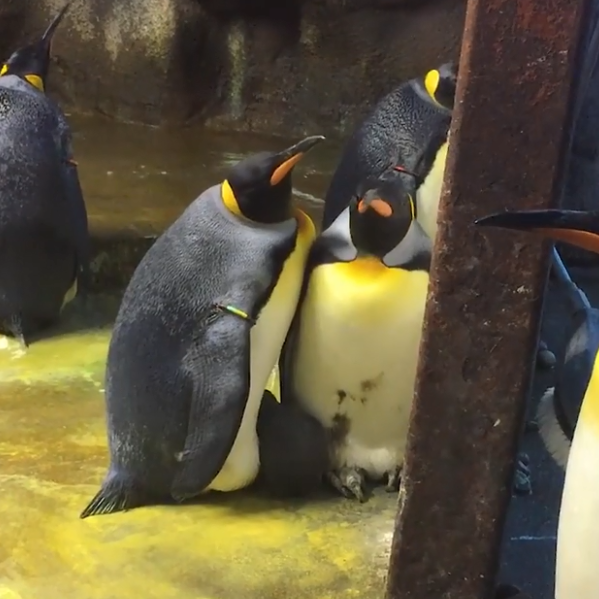 Schwule Pinguine kidnappen Baby