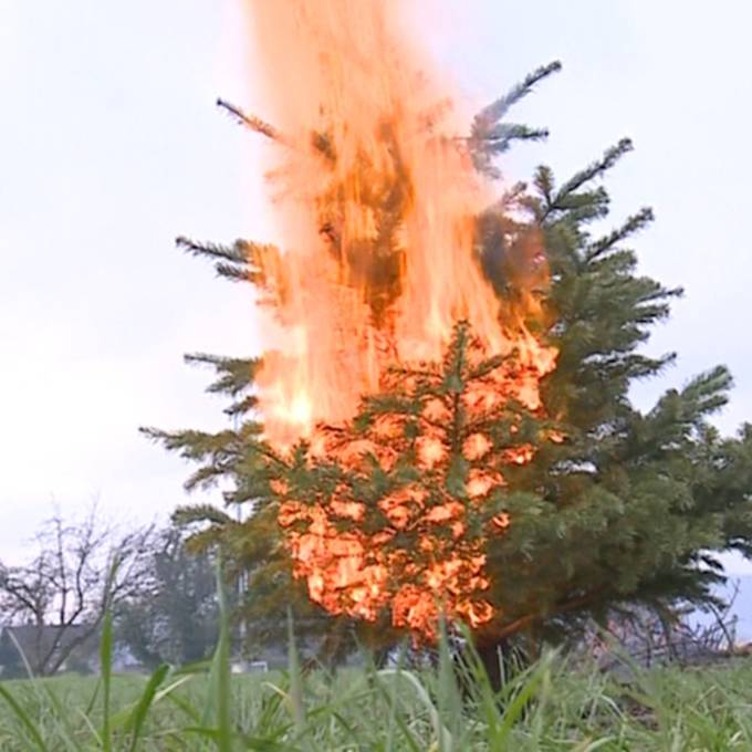 Trotz Verbot: Aargauer Gemeinden verbrennen Weihnachtsbäume – Kanton schaut zu