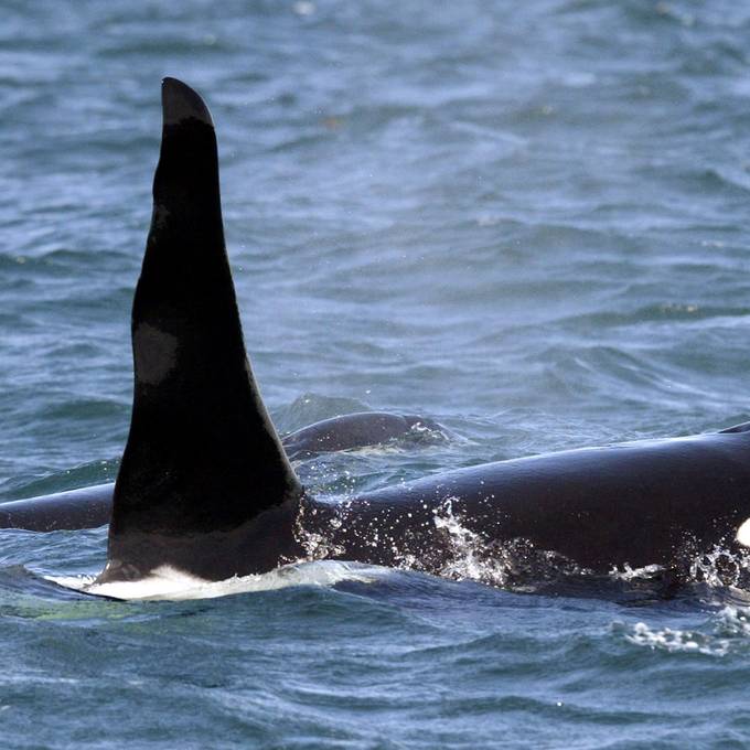 Angriffe von Orcas auf Schiffe