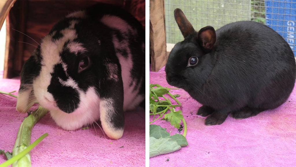 Bob Marley, Rosalind & Kleopatra