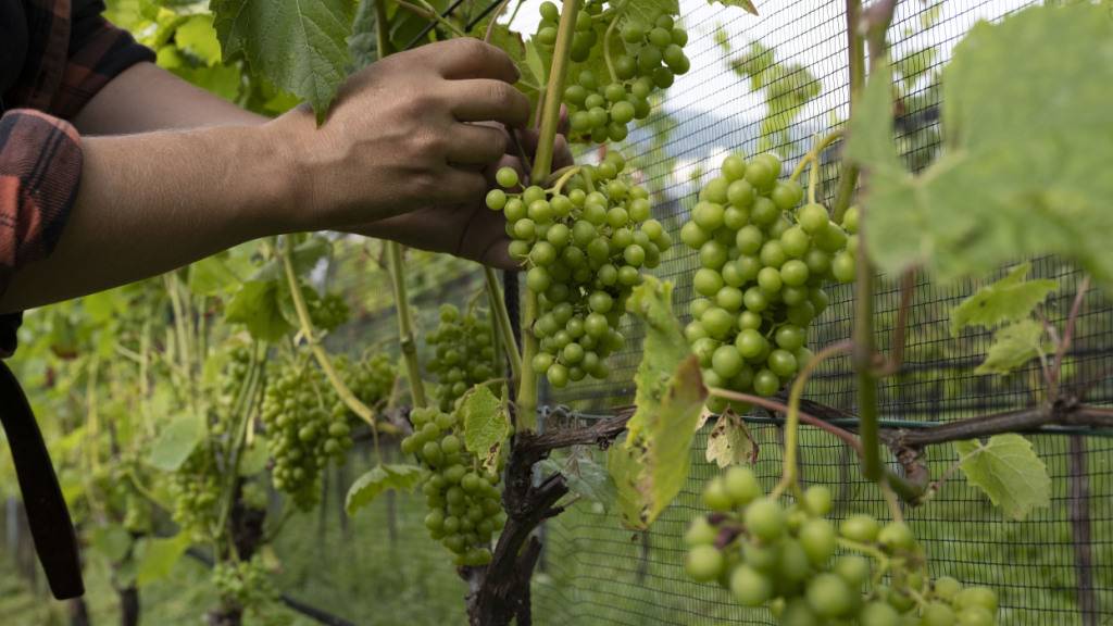 Durch den Temperaturanstieg verlagern sich die für den Weinbau geeigneten Gebiete tendenziell nach Norden und in höhere Lagen. (Archivbild)