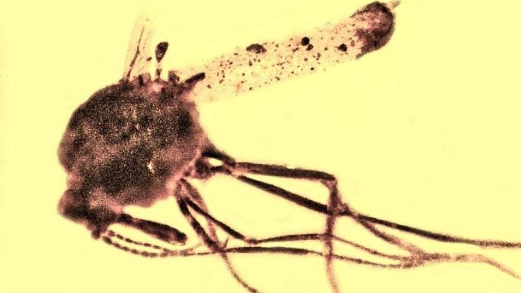 Diese 100 Millionen Jahre alte, in Bernstein eingeschlossene Gnitze trägt in ihrem Hinterleib frühe Entwicklungsstadien eines Parasiten, der einen Vorläufer der Malaria-Erkrankung ausgelöst haben könnte.
