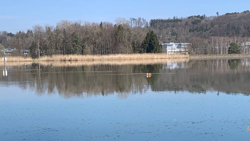 Kalb im Klingnauer Stausee