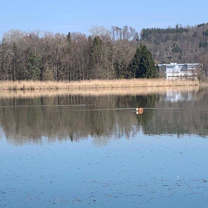 Kalb im Klingnauer Stausee