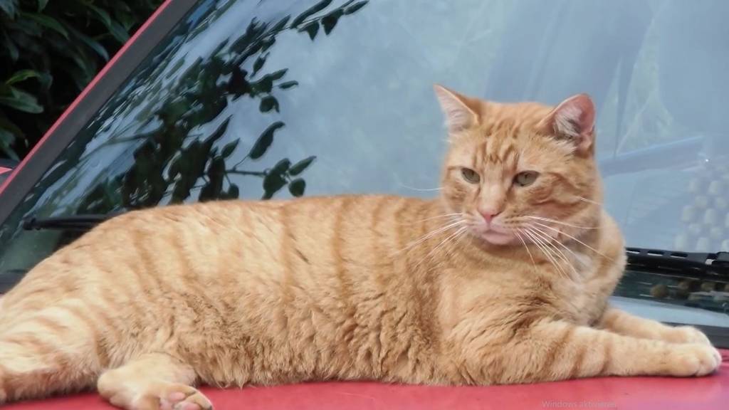 Katze ertrunken: Poolbesitzer vor Gericht