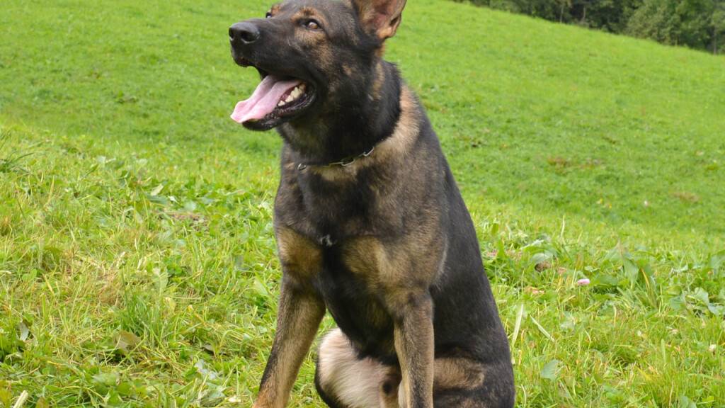 Rusty kam einem mutmasslichen Einbrecher auf die Spur.